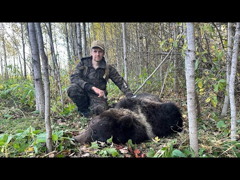 Видео: Знакомство молодых лаек с медведем.Поставили второго зверя