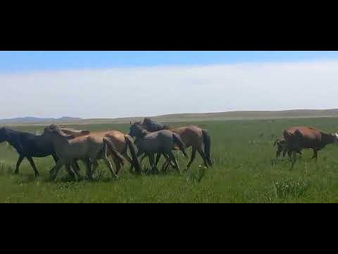 Видео: Абай облысы,Құндызды ауылы.