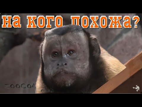Видео: Обезьяна, похожая на соседа.