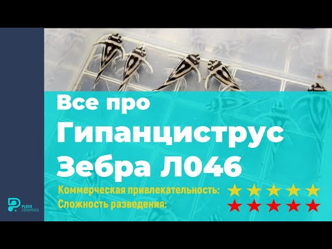 Видео: Все про Гипанциструс Зебра L046/Л046