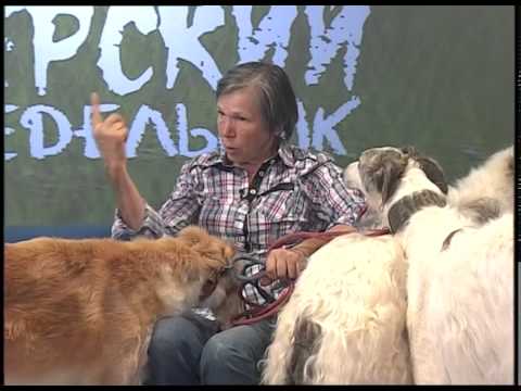 Видео: Зверский понедельник на ЕТВ. Русская борзая (20.07.15)