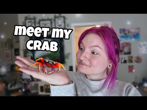 Видео: спасение лунного краба на Хэллоуин 🎃😲🦀 | видеоблог |