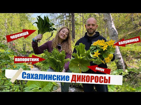 Видео: ЛОПУХ, ПАПОРОТНИК, ЧЕРЕМША! Собираем и готовим сахалинские дикоросы!