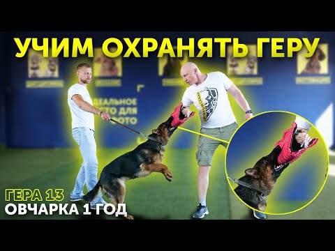 Видео: Что случилось с Немецкой овчаркой в 1 год? | Учим собаку охранять и кусаться | Команда "фас/чужой"