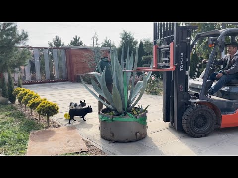 Видео: Пересадка агавы…
