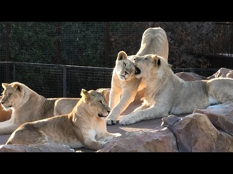 Видео: Львы НА СКАЛЕ! Рыжик собрал себе гарем, есть даже любимая львица - так и повела хвостом за собой!