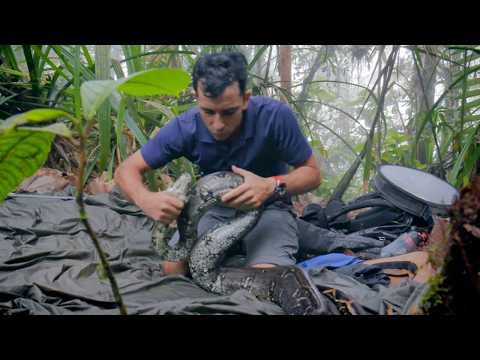 Видео: Колумбия: ядовитые лягушки и редкие змеи