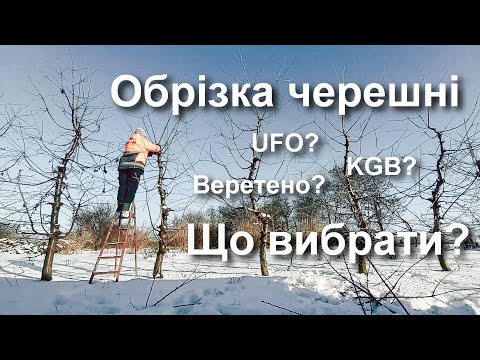 Видео: Обрізка черешні. UFO, KGB, чи струнке веретено? Cherry pruning