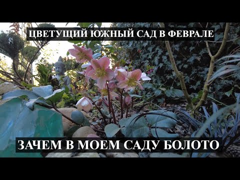 Видео: Южный сад в феврале! ЦВЕТУТ МОРОЗНИКИ ,КАМЕЛИИ/в моем саду БОЛОТО / КРУТЫЕ ИДЕИ ДЛЯ САДА /ОБЗОР САДА
