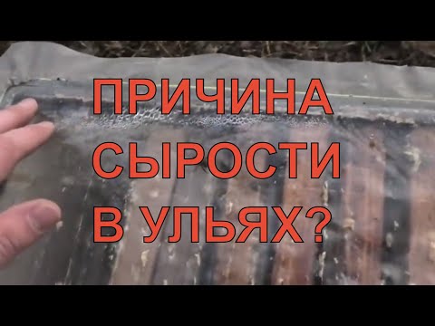 Видео: Почему появляется сырость в ульях?