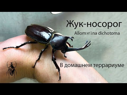 Видео: БЛОГ #9 - Домашние жуки Coleoptera (Allomyrina dichotoma)