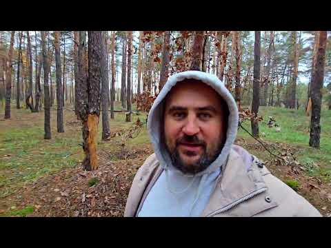 Видео: 9 ноября 2025 г.есть ли грибы в лесу?