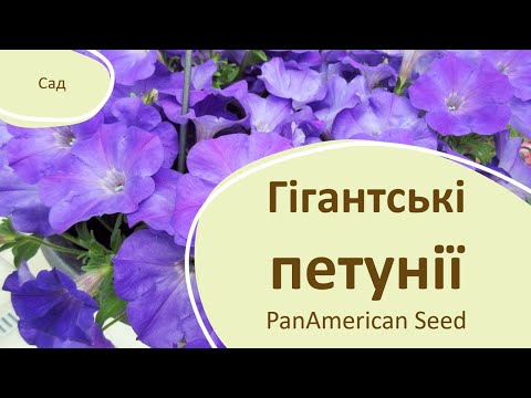 Видео: Неодмінно висадіть ці ГІГАНТСЬКІ ПЕТУНІЇ!