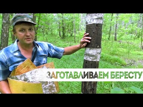 Видео: 009.Деревянное творчество [Заготавливаем бересту]