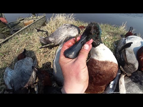 Видео: Охота на селезня в Сибири.Болотоход не перестает удивлять.