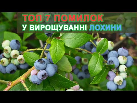 Видео: 📣 ТОП 7 помилок у вирощуванні лохини. Чому лохина сохне, не росте, погано плодоносить