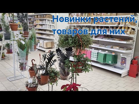 Видео: Новинки растений и товаров для них