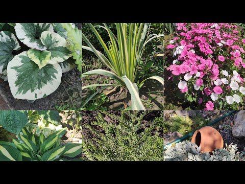 Видео: Рослини з декоративним листям в саду#варієгатнірослини
