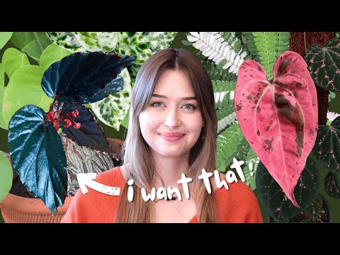 Видео: Обзор и обновление списка желаний 2025 г.