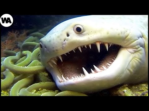 Видео: Вот Чего Боятся Акулы