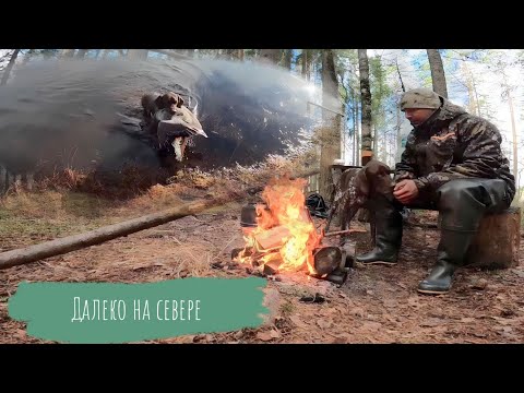 Видео: Весенняя охота на гуся 2023! Один на болоте. #охотанагуся #охота