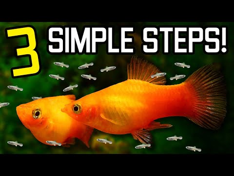 Видео: Как легко разводить пецилий и выращивать их детенышей!