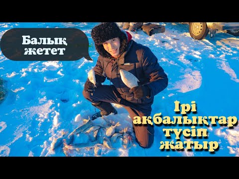 Видео: ІРІ АҚБАЛЫҚТАР ҚАУЫП ЖАТЫР, ҚАРАКЕТКЕНДЕ БАЛЫҚ БАР ЕКЕН