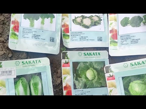 Видео: Де взяти насіння овочів? Сіємо в касети броколі, пекінську, молоду і цвітну.  Урожай на листопад.