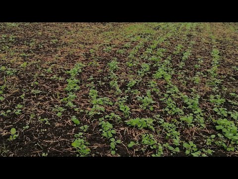 Видео: СЗ-3.6 проти Horsch Pronto 10 NT.Сходи ріпаку