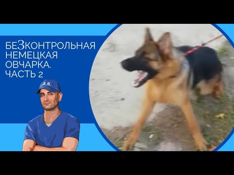 Видео: Бесконтрольная немецкая овчарка.Часть 2 (Прогулка и социализация)