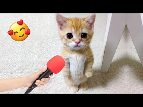 Видео: Смешные животные заставят вас смеяться без остановки 😂