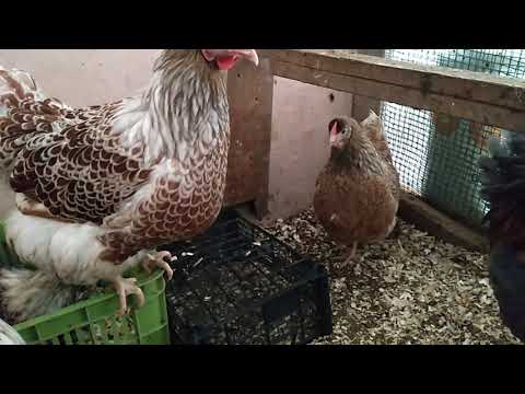 Видео: ПЕТУХУ ПОНРАВИЛОСЬ ГНЕЗДО мой птичий уголок в марте ХОРОШИЙ ЗНАК