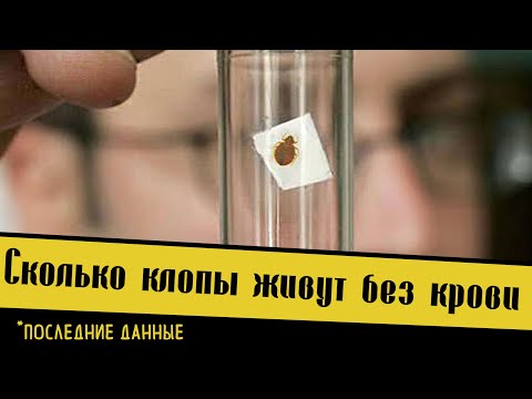 Видео: Сколько клопы живут без еды