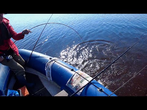 Видео: Щука на подергушки. Да что же это творится, а?!