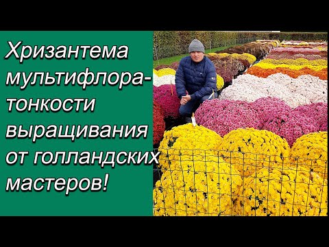 Видео: Хризантема мультифлора- сколько штук  посадить в горшок для пышного цветения.