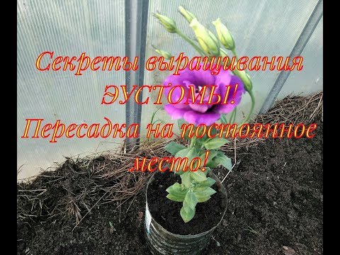 Видео: Секреты выращивания эустомы. Пересадка в вазоны на постоянное место🌸🌸🌸