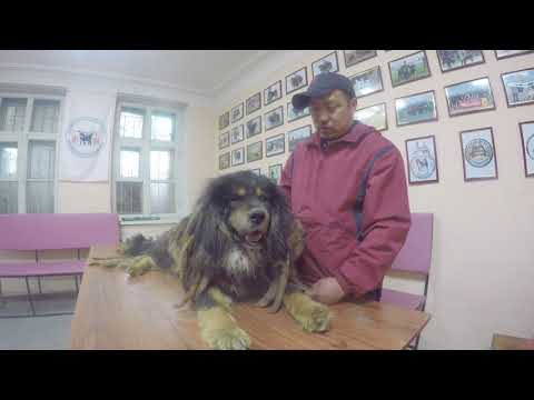 Видео: Д. Ариунболд: Монгол нохойн хөгжлийн талаар... Development Of The Mongolian Dog