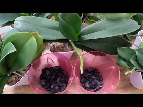 Видео: ЛУЧШЕЕ УДОБРЕНИЯ ДЛЯ ОРХИДЕИ ! СУПЕР ПОДКОРМКА ДЛЯ ФАЛЕНОПСИСОВ !