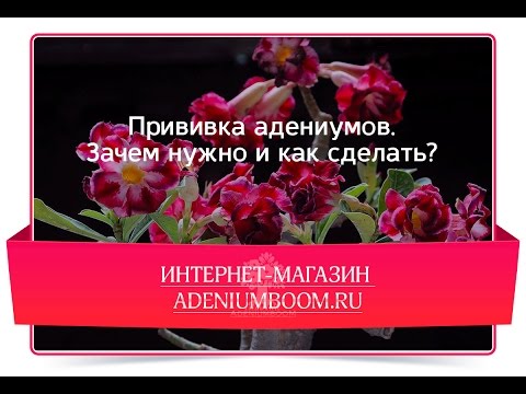 Видео: Прививка адениумов Зачем нужна и как сделать?