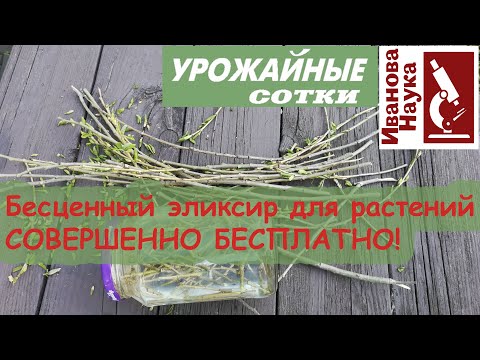 Видео: Вместо покупного! Ивовый эликсир для ваших черенков, саженцев и рассады.