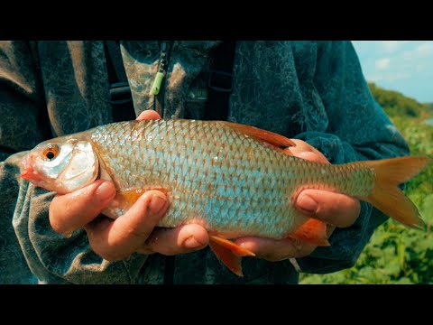Видео: Рыбалка на реке Дон. Ловля плотвы на горох. Вот это поклевище!!!