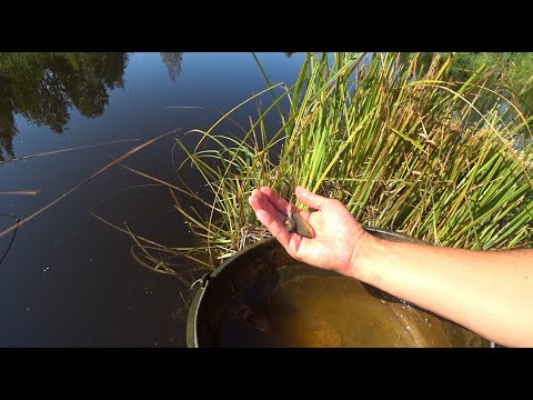 Видео: Мальки золотого карася в маленьком пруду. Чем кормить?