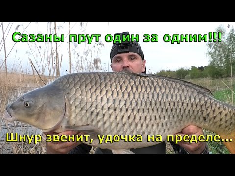 Видео: 😲💥 Я в ШОКЕ от таких РЫБ! Дикие КАРПЫ жируют на весенних разливах.💥 Рыбалка на карпа весной 🔥