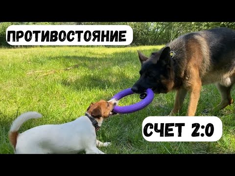 Видео: ПРОТИВОСТОЯНИЕ [влог] - как думаете кто победит?! Тори извалялась…пришлось мыть