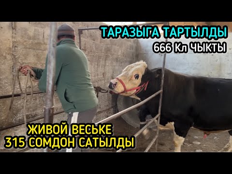 Видео: ЧОҢ БУКА КИЧИНЕ БУКА МАЙДА ЭРКЕК ТОРПОКТОР / 15-СЕНТЯБРЬ 2024 ЖЫЛ