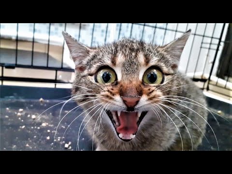 Видео: Жила была дикая кошка в приюте для собак! Пока не застряла в клетке!