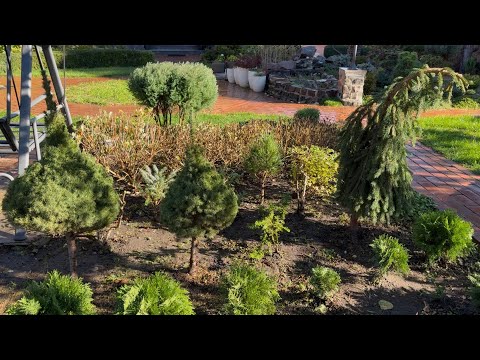 Видео: ВПЕРВЫЕ! Я РЕШИЛАСЬ! НЕОБЫЧНЫЕ ЕЛИ С НЕОБЫЧНЫМИ СТРИЖКАМИ: “FROHBURG”, “CONICA”, “WALDBRUNN!