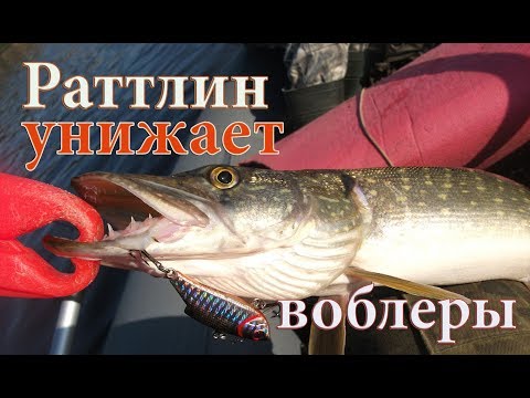 Видео: Этот РАТТЛИН косит всю рыбу на СВАЛЕ! Ловля щуки осенью. Воблеры на щуку и окуня. Рыбалка на щуку