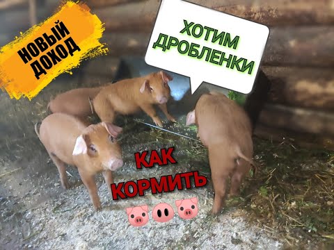 Видео: КАК КОРМИТЬ ПОРОСЯТ***ДЮРОК***1-2 МЕС