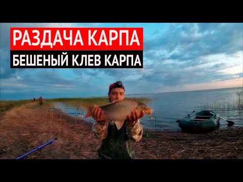 Видео: Раздача КАРПА! Бешеный Клев КАРПА! оз. УЗЫНКОЛЬ